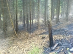 Waldbrand am Kogel_2